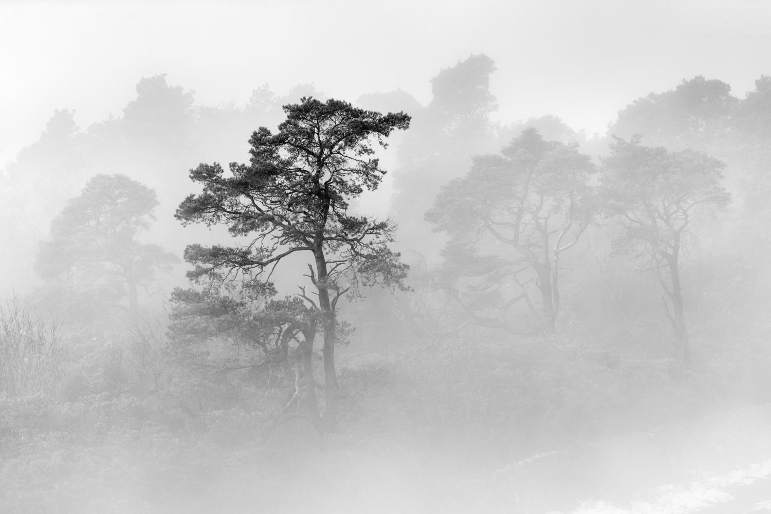 Tree-Mist