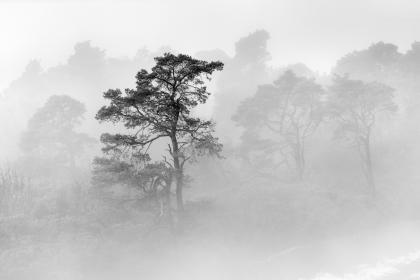 Tree-Mist Tree-Mist
