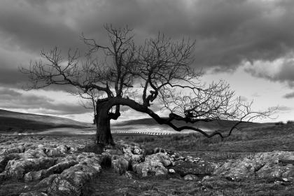 _MG_4917 _MG_4917